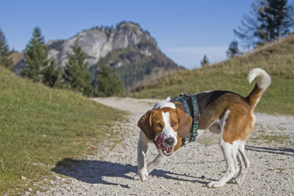 Beagle walk to the Kranzhorn — Stock Photo, Image