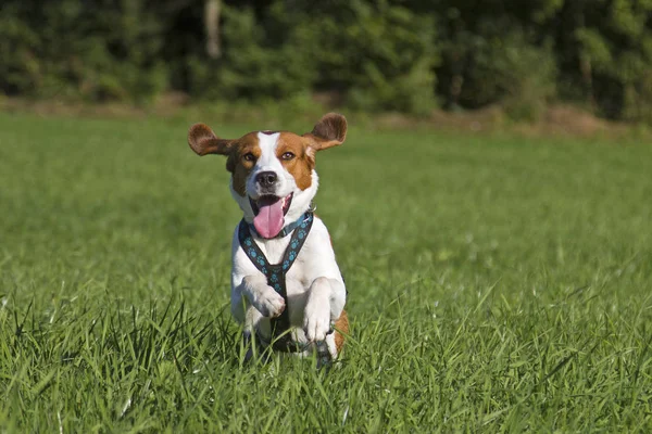 Running beagle — Stock Photo, Image