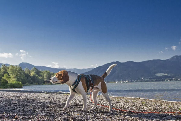 Beagle at lake Tegernsee