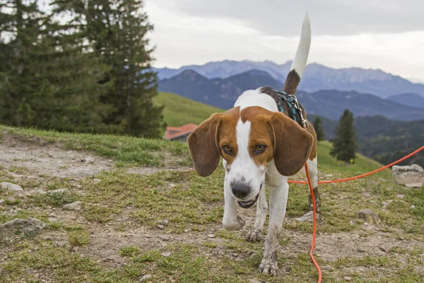 Beagle on the summit of Farrenpoints — Stock Photo, Image