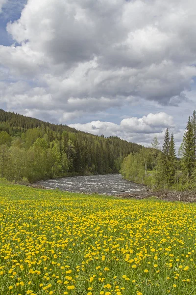 Springtime  in Oppland — Stock Photo, Image