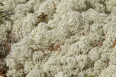 Gerçek ren geyiği liken