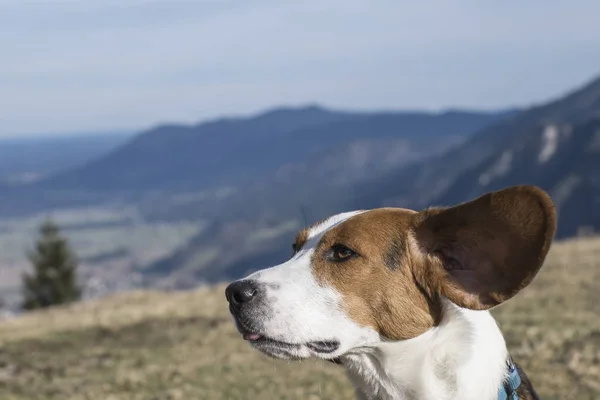 Beagle in the mountains — Stock Photo, Image