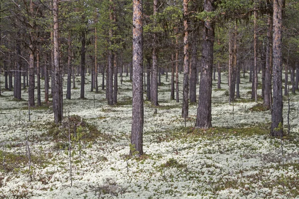 Vero lichene di renna — Foto Stock