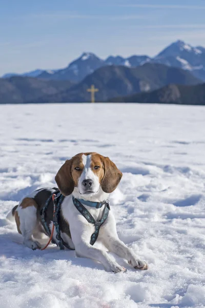 Beagle tour en hiver — Photo