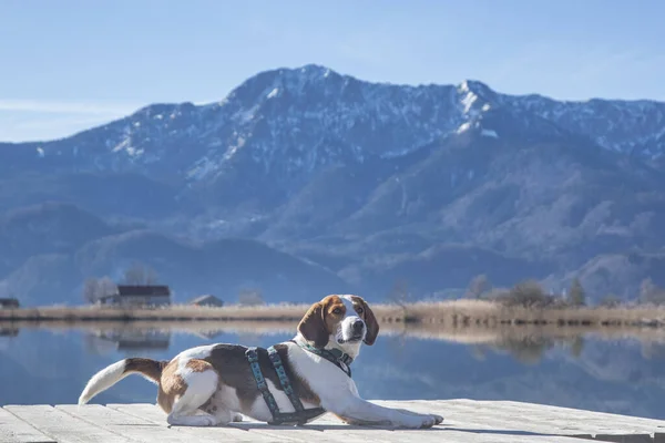 Bozkır Gölü Ndeki Köpeği Eichsee — Stok fotoğraf