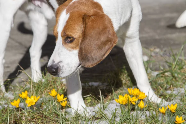 Beagle Trouve Crocus Jaunes Sur Une Promenade Renifle Odeur — Photo