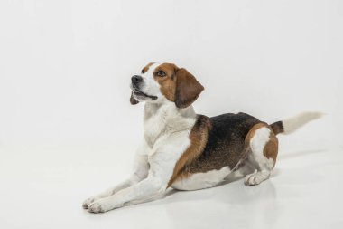 Stüdyodaki köpek fotoğrafçılığı - beyaz arkaplanın önündeki av köpeği postası