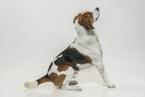 Fotografía Del Perro Estudio Puesto Beagle Delante Fondo Blanco —  Fotos de Stock