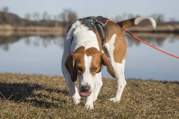 Beagle Idyllischen Moorsee Eichsee Bei Kochel — Stockfoto