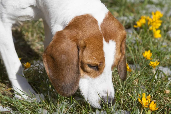 Beagle Findet Bei Spaziergang Gelbe Krokusse Und Schnuppert Den Duft — Stockfoto
