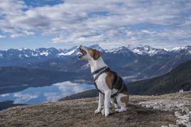 Beagle on the summit of the Hirschhrndlkopf in front of the panorama of the Wetterstein Mountains with Zugspitze and Walchensee clipart