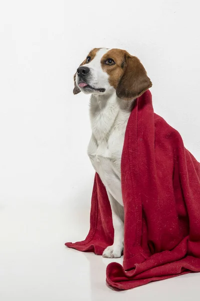 Fotografia Cães Estúdio Poste Beagle Frente Fundo Branco — Fotografia de Stock