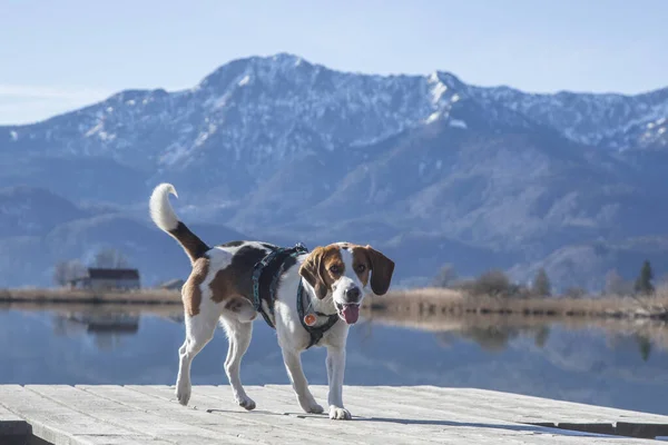 Kochel Yakınlarındaki Eichsee Gölü Nde Bir Köpeği — Stok fotoğraf