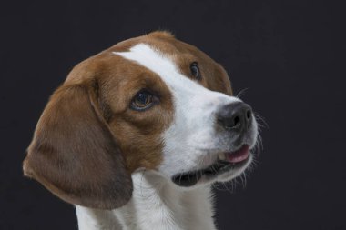 Siyah arka plana karşı av köpeği kafası