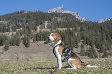 Beagle, Bayrischzell 'in sembolü Wendelstein' in etrafında yürüyüşe çıkar.