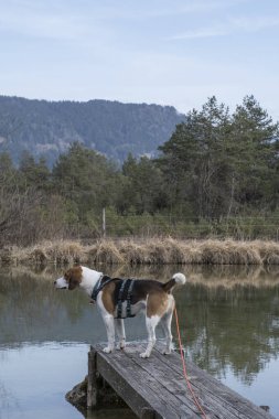 Bad Toelz yakınlarındaki Isar çayırlarında küçük bir çayırda av köpeği.