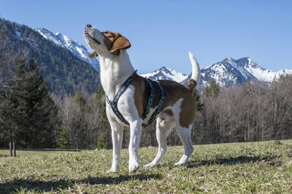 Beagle Takes Hike Bayrischzell Enjoys View Rotwand Massif Wonderful Weather — Stock Photo, Image