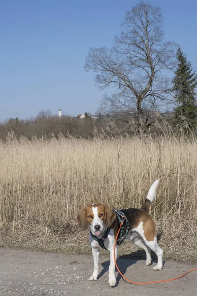 Beagle Beim Spaziergang Durch Das Reizvolle Moor Gaissacher Filze Isarwinkel — Stockfoto