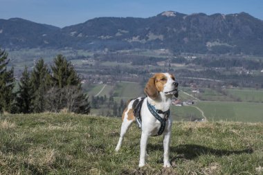 Beagle, Isarwinkel ve Blomberg grubunun dağlarını gören Rechelkopf 'a yükseliyor.