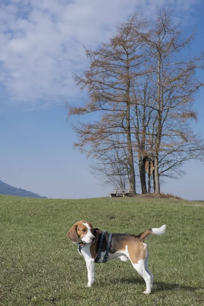 Beagle Profite Une Promenade Printemps Dans Campagne Bavaroise Près Bad — Photo