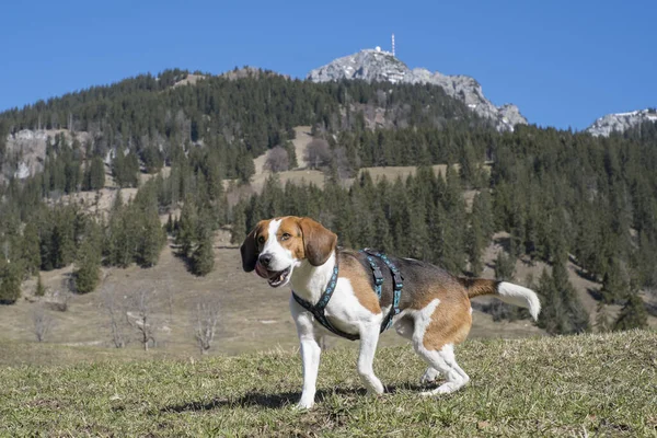 Beagle Bayrischzell Sembolü Wendelstein Etrafında Yürüyüşe Çıkar — Stok fotoğraf