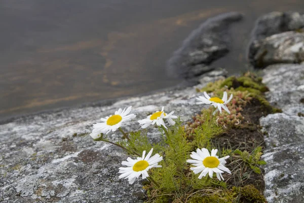 Flor Manzanilla Árida Costa Rocosa Noruega —  Fotos de Stock