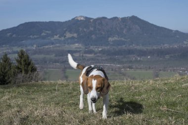 Beagle, Isarwinkel ve Blomberg grubunun dağlarını gören Rechelkopf 'a yükseliyor.