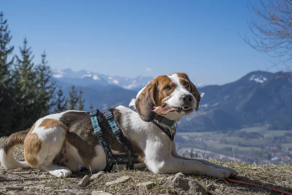 Beagle Eats His Summit Lunch Denkalm Isarwinkel Lenggries His Feet — Stock Photo, Image