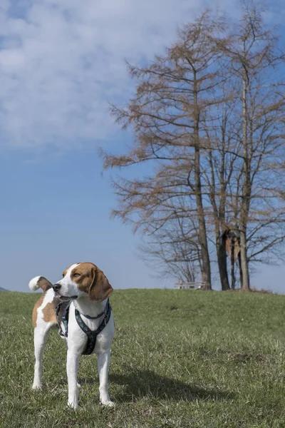 Beagle Profite Une Promenade Printemps Dans Campagne Bavaroise Près Bad — Photo