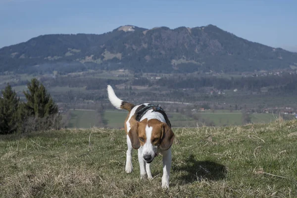 Beagle Isarwinkel Blomberg Grubunun Dağlarını Gören Rechelkopf Yükseliyor — Stok fotoğraf