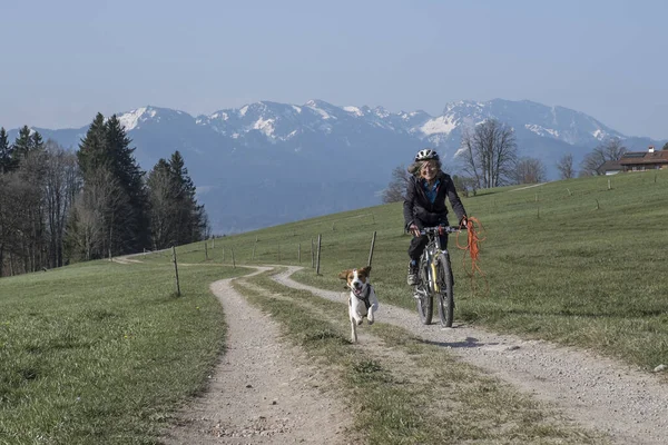 Beagle Και Ιδιοκτήτης Της Είναι Μια Περιοδεία Ποδήλατο Βουνού Στο — Φωτογραφία Αρχείου