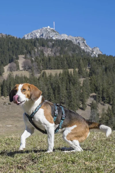 Beagle Takes Hike Wendelstein Symbol Bayrischzell — Stock Photo, Image