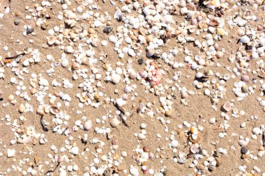 Kumsalda deniz kabukları