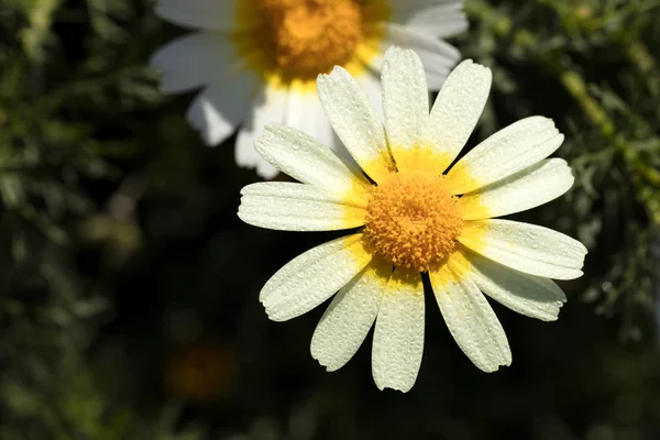 Margarida com gotas de orvalho — Fotografia de Stock