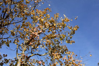 Sonbahar yaprakları mavi gökyüzünde