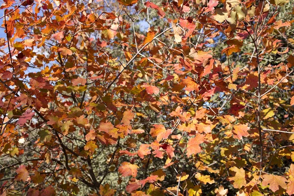 Efterårsblade røde - Stock-foto