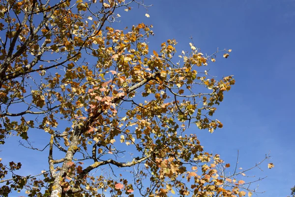 Sonbahar yaprakları mavi gökyüzünde