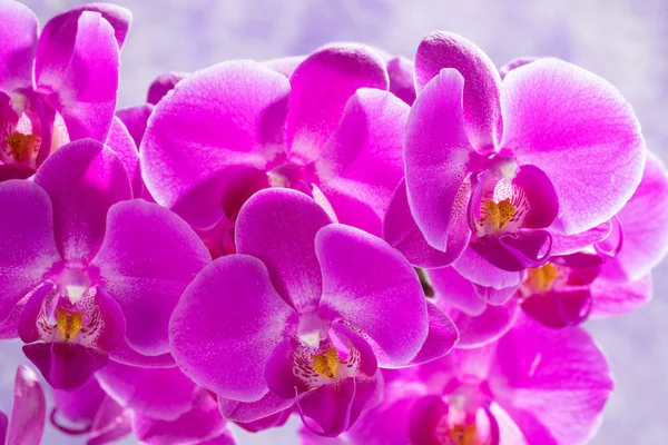 Purple orchids background — Stock Photo, Image