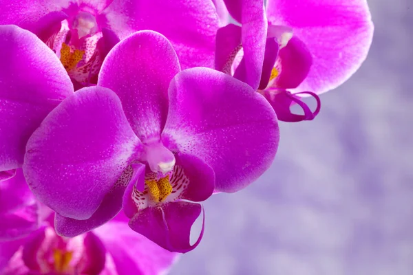 Purple orchids composition — Stock Photo, Image