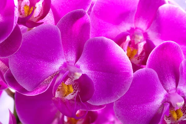 Purple orchids corsage — Stock Photo, Image
