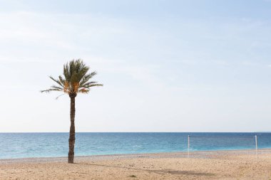 Sahilde palmiye ağacı