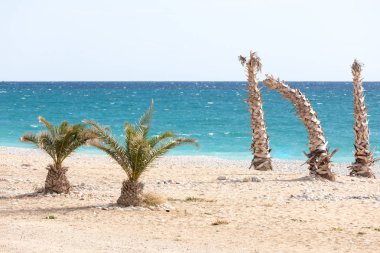 palmiye ağaçları kış