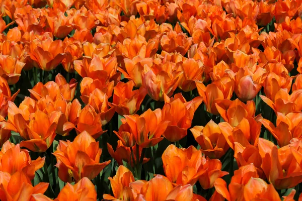 Campo di tulipani arancioni — Foto Stock