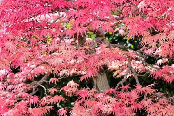 Japon akçaağaç yaprakları