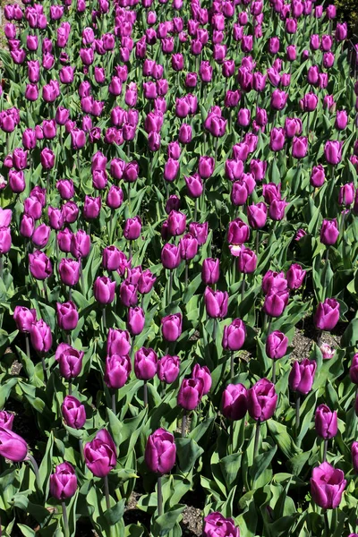 Field of purple tulips — Stock Photo, Image