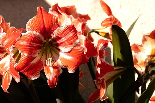 red and white lilies with pollen laden yellow stamens