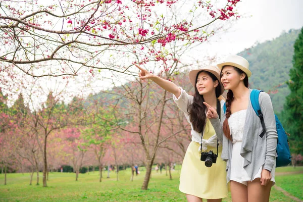Азиатские девушки осматривают достопримечательности цветущей вишни — стоковое фото