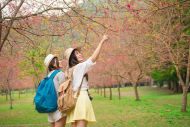 paylaşımı için güzel sakura çiçek dönük ve Japonya'da ünlü kiraz ağacı Parkı ziyaret genç kadın backpackers 