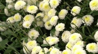 grupta üfleme beyaz krizantem çiçek çiçek